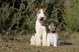 FOX TERRIER 442